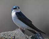 20080425 476 Tree Swallow2 xxx.jpg