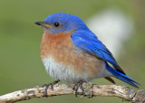20080502 141 Eastern Bluebird.jpg