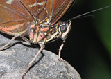 IMG_0413-PAPILLON-900.jpg