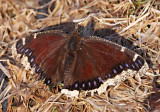 IMG_0053--premier papillon--900.jpg