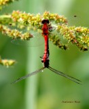 IMG_2037-LIBELLULE 2--900 ar.jpg
