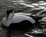 A London duck enjoying Hyde Park