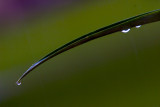 Maui Aloe in the Rain