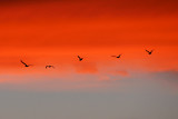DSC01241 - Seagulls in the Sunset**WINNER**