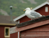 DSC01360 - Surveying His Kingdom