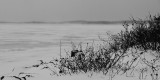DSC05882 - Desolate