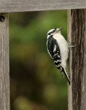 DSC07168 - Downy Woodpecker