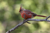 Cardinal rouge juvénile 7 Repentigny 16-08-2008.jpg