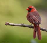 Cardinal rouge 7 Repentigny 16-08-2008.jpg