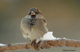 Moineau domestique A Repentigny 01-12-2007.jpg