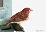 Roselin pourpré Repentigny 25-04-2008.jpg