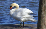 A Winter Visitor