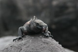 marine iguana