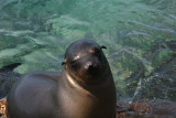 another cute sealion