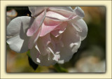Petal Flesh Blushing In Afternoon Sun