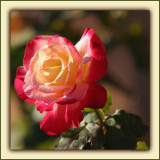 Brand New ~ Dancing In The Wind & Light