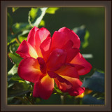 A Stocking Stuffer Of Color & Light To Bring Cheer For Friends In The Winter's Pale