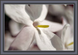 Jasmine, Up Close And Personal