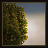 Simple & Pretty Hedge Fun
