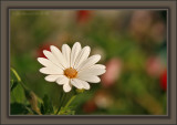Four Corners If A Daisy Were Square