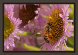 I Used To Bee A Vertically Integrated Drinker Too