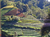hillside farm