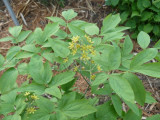 Blue cohosh (Caulophyllum thalictroides)