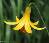 Canada lily (Lilium canadense)