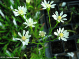 Solidago ptarmicoides