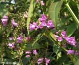 Obedient plant (Physostegia virginiana)
