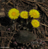 Coltsfoot (Tussilago farfara)