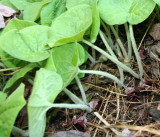 Wild ginger (Asarum canadense)