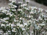 Goldenrod, White (Solidago ptarmicoides)