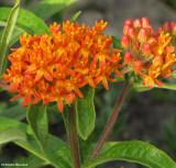 Butterfly weed (Asclepias tuberosa)