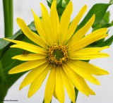 Cup-plant (Silphium perfoliatum)