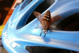 Hood ornament