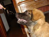 20031214151824_PC141250.jpg