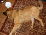 Shortly after his first dysplasia operation - we bought the rug to stop him slipping, and it immediately became his.