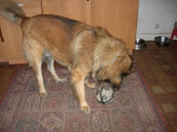 20061108132833_DSCN1239.jpg