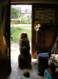 20070902100654_DSCN0334cor.jpg
