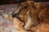 20090418030252_DSC_0003.jpg