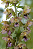 E. helleborine ssp. neerlandica