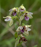 E. helleborine ssp. neerlandica