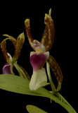 Oncidium schroederianum