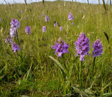 Dactylorhiza podesta habitat