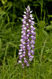 Orchis militaris 55 cm, Nederland
