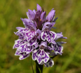 Dactylorhiza podesta