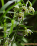 Epipactis leptochila or Epipactis muelleri