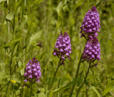 Anacamptis piramidalis, vroegbloeiende vorm