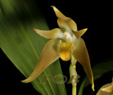 Lycaste fulvescens
